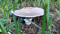 Fungi