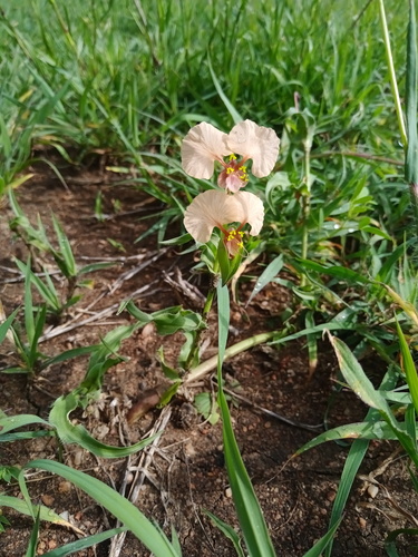 Commelina reptans image