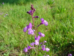 Linaria incarnata