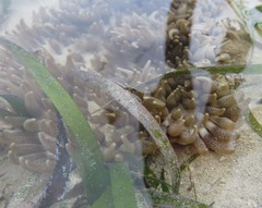 Heteractis