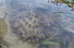 Heteractis