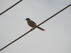 Prinia sylvatica