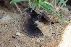 Erynnis juvenalis juvenalis