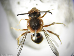 Nomada agrestis