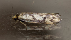 Palimmeces poecilella