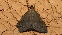 Udea hyalistis