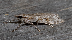 Scoparia plagiotis
