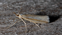 Hednota opulentellus