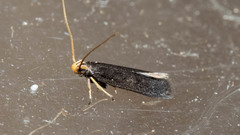 Lecithocera terrigena