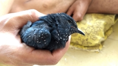 Surniculus dicruroides