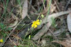 Linum trigynum
