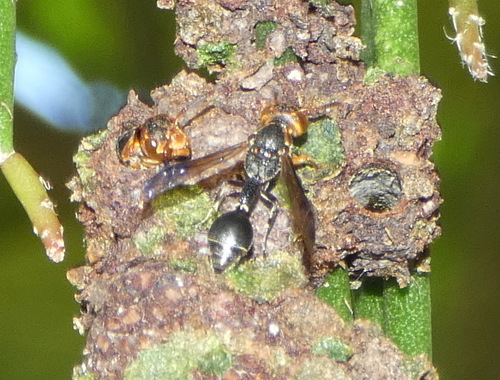 Zethus miniatus