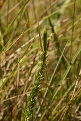 Struthiola angustiloba
