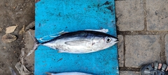 Thunnus