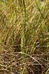 Struthiola angustiloba