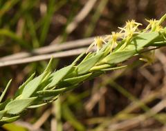 Struthiola angustiloba