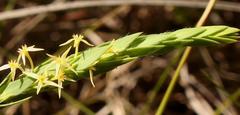 Struthiola angustiloba