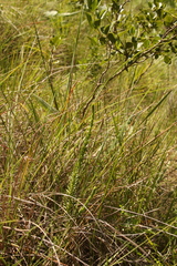 Struthiola angustiloba