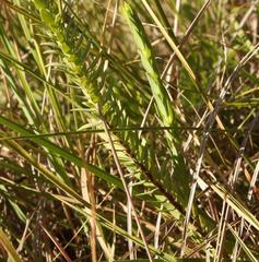 Struthiola angustiloba