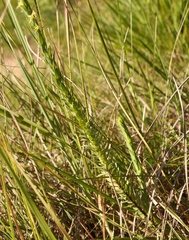 Struthiola angustiloba