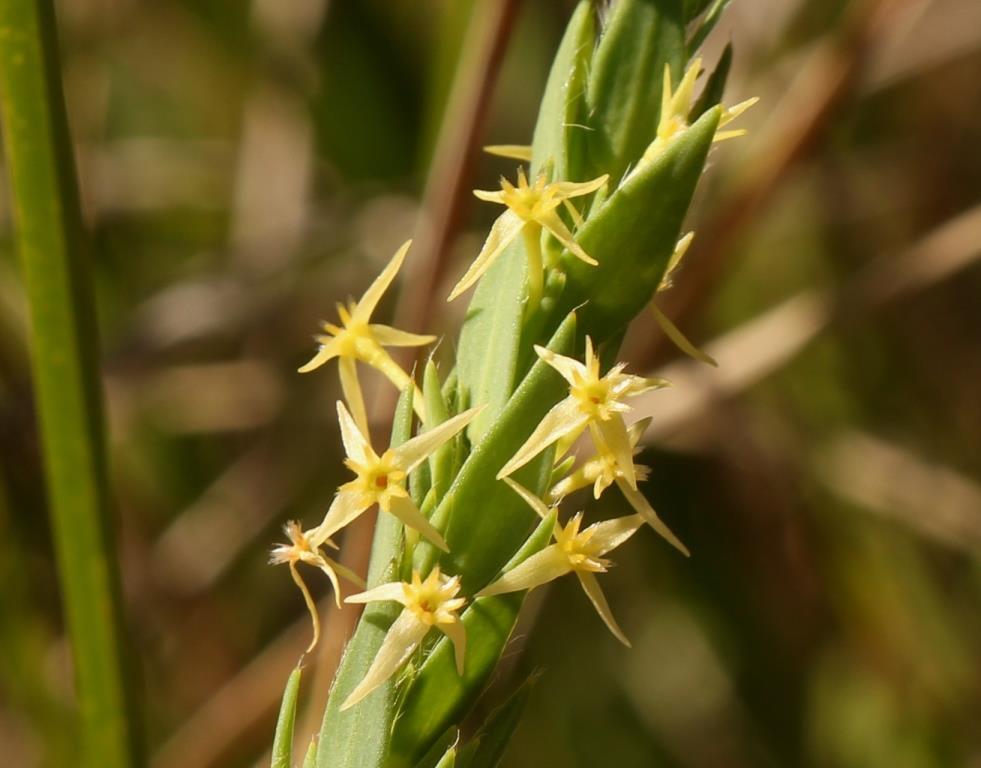 Struthiola angustiloba