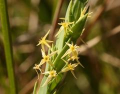 Struthiola angustiloba