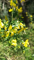 Genista falcata