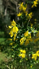 Genista falcata
