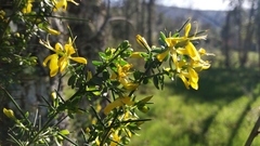 Genista falcata