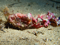 Aploactisoma milesii