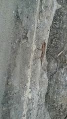 Anolis tropidogaster