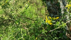 Genista falcata