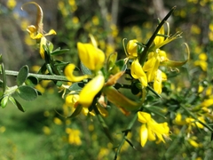 Genista falcata
