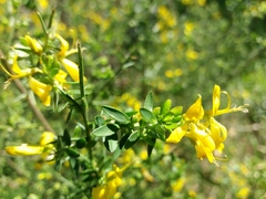 Genista falcata