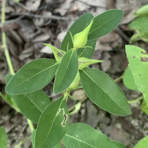 Barleria lugardii image