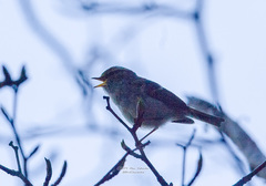 Phylloscopus proregulus