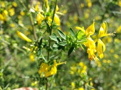 Genista falcata