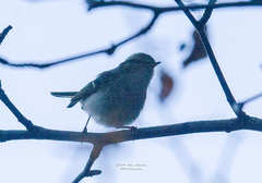 Phylloscopus proregulus
