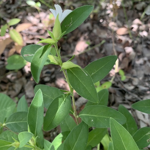 Barleria lugardii image