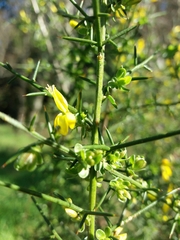 Genista falcata