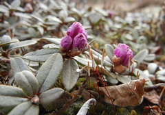 Rhododendron parvifolium
