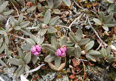 Rhododendron parvifolium