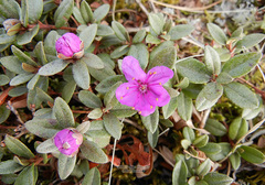 Rhododendron parvifolium