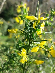 Genista falcata