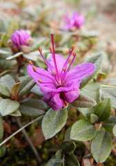 Rhododendron parvifolium