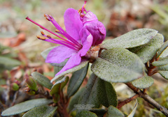 Rhododendron parvifolium