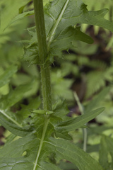 Cirsium schantarense