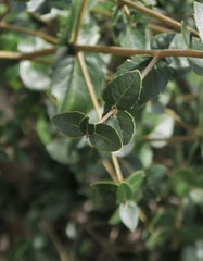 Phillyrea latifolia media