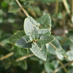 Phillyrea latifolia media