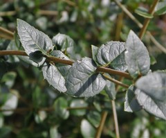 Phillyrea latifolia media